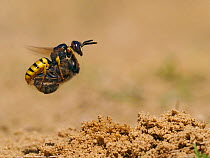 Bee killer wasp / Beewolf (Philanthus triangulum) female in flight with paralysed Honeybee, Oxfordshire, England, UK, August