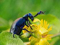 Black oil beetle (Meloe proscarabaeus) feeding on flower of Lesser cellandine (Ficaria verna), Gower, Wales, UK, February