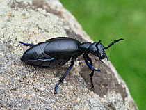 Black oil beetle (Meloe proscarabaeus) female viewed from the side, Gower, Wales, UK, February