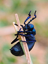 Black oil beetle (Meloe proscarabaeus) male on grass stem in sand dunes, Gower, Wales, UK, February. Focus stacked image