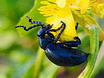 Black oil beetle (Meloe proscarabaeus) feeding on flower of Lesser celandine (Ficaria verna), Gower, Wales, UK, February