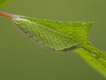 Brown hairstreak butterfly (Thecla betulae) young larva on Blackthorn leaf, Hertfordshire, England, UK, June. Focus stacked image. Captive