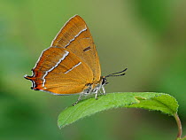 Brown hairstreak butterfly (Thecla betulae) male at rest with wings closed on Blackthorn leaf, Hertfordshire, England, UK, June. Focus stacked image. Captive