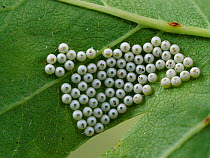 Buff-tip moth (Phalera bucephala) group of eggs on underside of leaf, Hertfordshire, England, UK, June - Focus Stacked Image