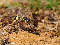 Digger wasp (Cerceris rybyensis) in flight over sandy habitat, Oxfordshire, England, UK, August