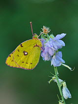 Clouded yellow butterfly (Colias crocea) covered in dew early morning, Hertfordshire, England, UK, September - Focus Stacked Image