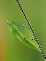 Clouded yellow butterfly (Colias crocea) pupa on plant stem, Hertfordshire, England, UK, September - Focus Stacked Image - Captive