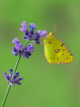Clouded yellow butterfly (Colias crocea) on lavender, Hertfordshire, England, UK, September - Focus Stacked Image - Captive