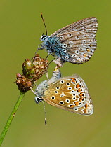 Common blue butterflies (Polyommatus icarus) mating pair, Oxfordshire, England, UK, August