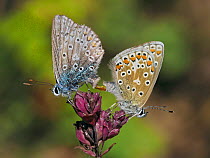 Common blue butterflies (Polyommatus icarus) mating pair, Oxfordshire, England, UK, August