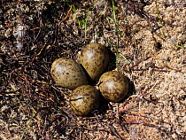 Curlew (Numenius arquata) nest with four eggs on recently burnt heather strip - this is the usual nest site on a working Grouse Moor, a recent decision to ban strip burning on deep peat will have an a...