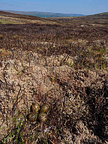 Curlew (Numenius arquata) nest with four eggs on recently burnt heather strip - this is the usual nest site on a working Grouse Moor, a recent decision to ban strip burning on deep peat will have an a...