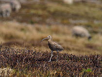 Curlew (Numenius arquata) walking back to nest on recently burnt heather strip. This is the usual nest site on a working Grouse Moor, a recent decision to ban strip burning on deep peat will have an a...