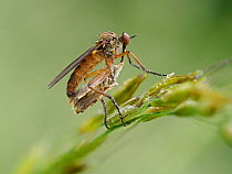 Dance Fly (Empis opaca) Feeding on Micro Moth, Hertfordshire, England, UK, April