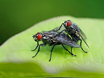 Flesh fly (Sarcophaga sp) mating pair on leaf, Hertfordshire, England, UK, May - Focus Stacked