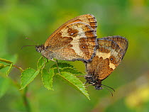 Gatekeeper / Hedge brown butterfly (Pyronia tithonus) mating pair, Hertfordshire, England, UK, June - Focus Stacked