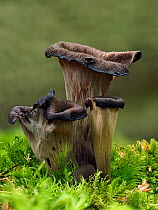 Horn of plenty fungus (Craterellus cornucopioides) trumpet shaped fungi growing among moss under deciduous trees, Buckinghamshire, England, UK. Focus Stacked Image.