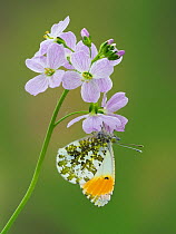 Orange tip butterfly (Anthocaris cardamines) on Cuckoo flower / Lady's smock (Cardamine pratensis), Hertfordshire, England, UK, April - Focus Stacked