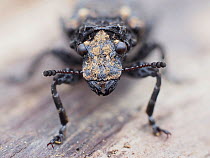Cramp-ball fungus weevil / Scarce fungus weevil (Platyrhinus resinosus) close up of head of weevil that is associated with Cramp Ball fungus (Daldinia concentrica), Hertfordshire, England, UK, April -...