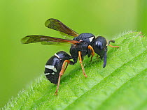 Potter wasp (Odynerus melanocephalus) portrait, Potter Wasp, Hertfordshire, England, UK, June - Focus Stacked