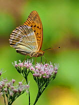 Silver washed fritillary (Argynnis paphia) feeding on nectar from flowers in woodland clearing, Bulgaria, August