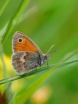 Small heath butterfly (Coenonympha pamphilus) resting in low vegetation in grass, Oxfordshire, England, UK, June - Focus Stacked