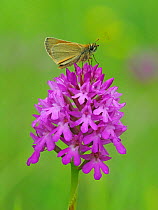 Small skipper butterfly (Thymelicus sylvestris) perched on top of Pyramidal orchid (Anacamptis pyrimidalis) Hertfordshire, England, UK, June