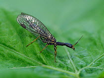 Snakefly (Raphidia notata) on leaf in garden, Hertfordshire, England, UK, June - Focus Stacked