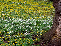 Snowdrops (Galanthus Sp) and Winter aconite (Eranthis hyemalis) flowering en masse in parkland, Wiltshire, England, UK, February