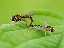 Hoverfly (Sphaerophoria scripta) mating pair, Hertfordshire, England, UK, July - Focus Stacked