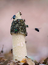Stinkhorn fungus (Phallus impudicus) with flies and Wood Ants on cap, Buckinghamshire, England, UK, August