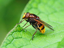 Hornet hoverfly (Volucella zonaria) perched on leaf, Buckinghamshire, England, UK, June - Focus Stacked