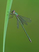 Willow emerald damselfly (Chalcolestes viridis) perched on Reed stem, Hertfordshire, England, UK, August