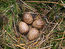 Woodcock (Scolopax rusticola) nest with four eggs amongst heather on working grouse moor, Upper Teesdale, Co Durham, England, UK, April