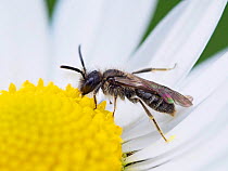 Mini-mining bee (Andrena minutula) very small Microandrena species feeding on Daisy flower (Bellis perennis), Essex, England, UK, March
