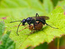 Spider hunting wasp (Anoplius nigerrimus) carrying paralysed spider prey back to nest, Oxfordshire, England, UK, August