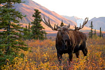 Moose bull (Alces alces) walking in forest clearing, Denali National Park, Alaska, USA, September