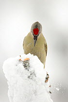 Grey headed woodpecker (Picus canus) in snow, Finland. February.