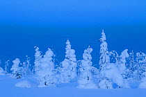 Coniferous trees under a thick layer of frozen snow, Northern Finland, February