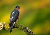 Adult Sparrowhawk (Accipiter nisus) male perched on a branch, Dumfries, Scotland, UK, February.