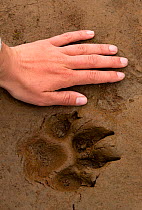 Wolf (Canis lupus) footprint in mud next to human hand for size comparison,  Lake Clark National Park, Alaska.