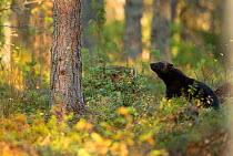 Wolverine (Gulo gulo) in forest habitat. Finland, September.