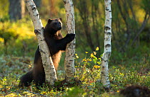 Wolverine (Gulo gulo) standing on back legs next to tree. Finland, September.