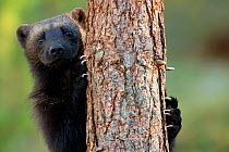 Wolverine (Gulo gulo) climbing a tree. Finland, September.