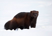 RF - Wolverine (Gulo gulo) in the snow. Finland, March. (This image may be licensed either as rights managed or royalty free.)