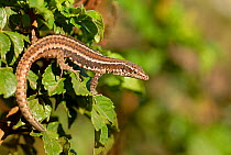 Madeiran wall lizard (Lacerta dugesii) Madeira. Endemic.