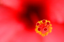 Hibiscus flower (Hibiscus sp.)close up Madeira.