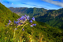 African lily (Agapanthus orientalis) and valley landscape, Madeira.