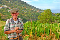 Elderly man with Taro crop (Colocasia esculenta) Madeira.