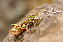 Madeira Pincer grasshopper (Calliptamus madeirae) Madeira.